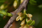 Lanceleaf buckthorn